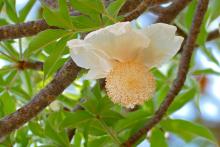 flower, Author Bernard DUPONT from FRANCE; flower, Author Bernard DUPONT from FRANCE;