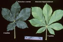 leaves, comparison