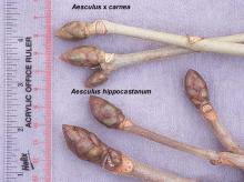 winter buds, comparison