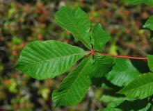 leaf