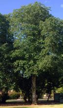 plant habit, summer