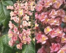 flower cluster and flowers