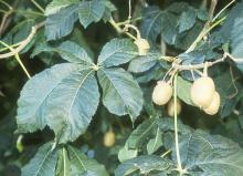 leaves and fruit