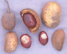 fruit and seeds, fall