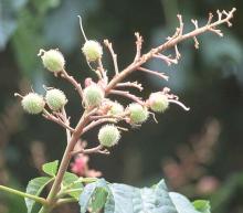 developing fruit
