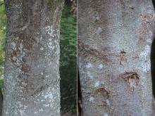 trunk, bark