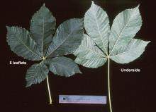 leaves