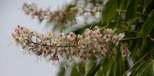 flower cluster, early summer