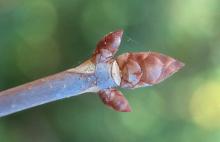 winter twig, buds