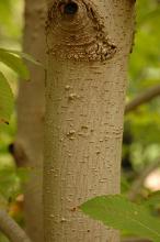 trunk, bark