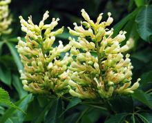 flower clusters