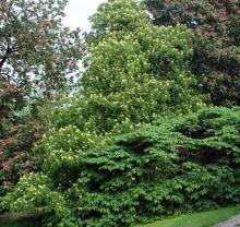 plant habit, flowering