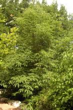 plant habit, young tree