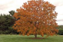 plant habit, fall