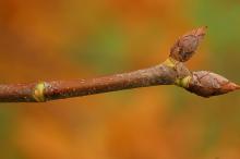 twig and buds, fall