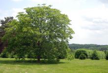 plant habit