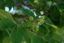 leaves and fruit
