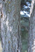 trunk, bark