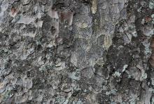 bark