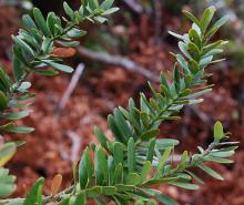 foliage