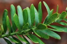 leaves