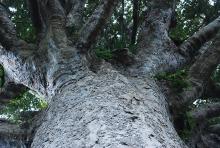 crown branches