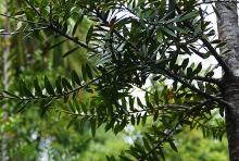 foliage
