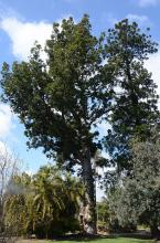plant habit