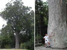 plant habit and trunk