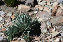 plant habit