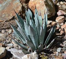 plant habit