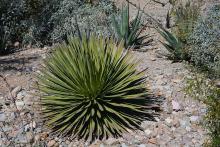 plant habit