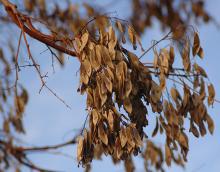 fruit clusters, winter