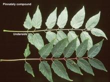 leaf