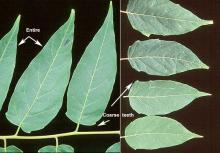 leaflets