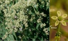 female and bisexual flowers