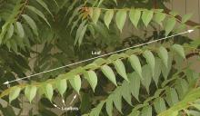 leaves