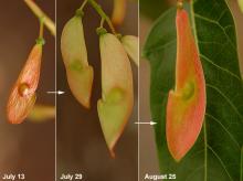 maturing fruit (seeds)