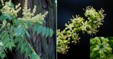 male flowers and leaves