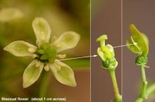 bisexual flower and developing fruit