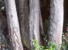 trunk, bark