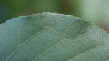 leaf, upper surface and margin