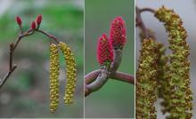 female and male catkins, spring