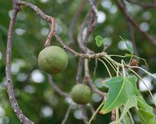 developing fruit