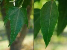 leaves