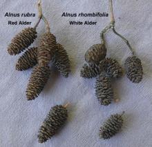 spent cones, comparison