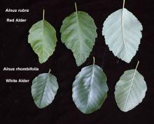 leaves, comparison