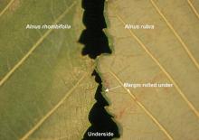 margin, comparison