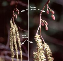 flower clusters (catkins), spring
