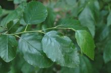 leafy shoot, July